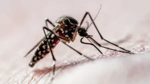 aedes-aegypti-e1718218266621