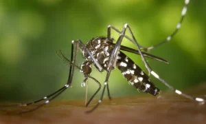 dengue