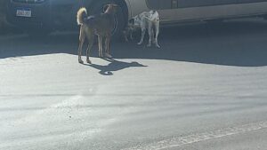 Imagem do WhatsApp de 2025-06-12 à(s) 09.21.25_ce03942d